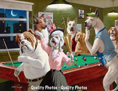 Bulldog caught playing - bulldog,