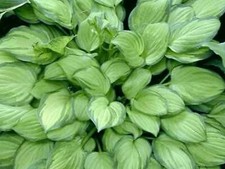 Hosta Emerald Tiara  (Pot