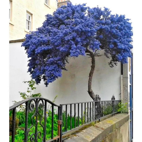 Ceanothus autumnal blue - autumnal,
