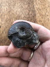 Fossil Ammonites Whitby 
