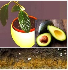 For Avocado Specifically (all types) 2 Litres Hand Blended Potting Soil 