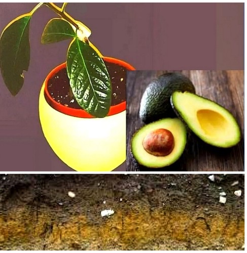 For avocado specifically - avocado,