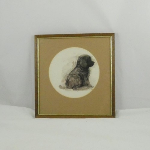 Mads stage newfoundland puppy - mads,