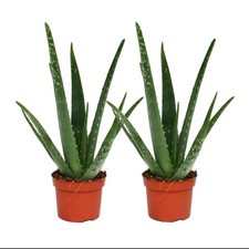 2 x Live Aloe Vera Plant