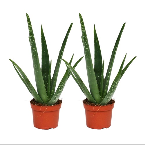Live aloe vera - live,