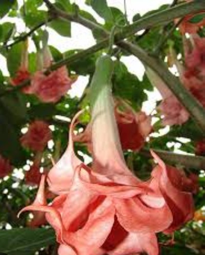 Brugmansia angel trumpet - brugmansia,, angel's