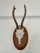 Antlers of a  Roe Deer 530 Real Taxidermy mounted interior design horns