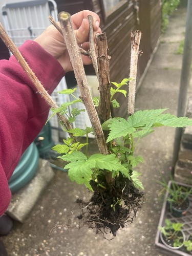 Sweet raspberry bare roots - raspberry,