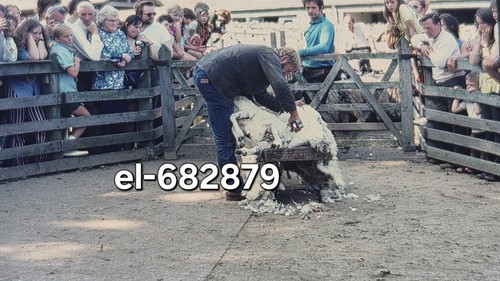 Original slide sheep - original, shearing