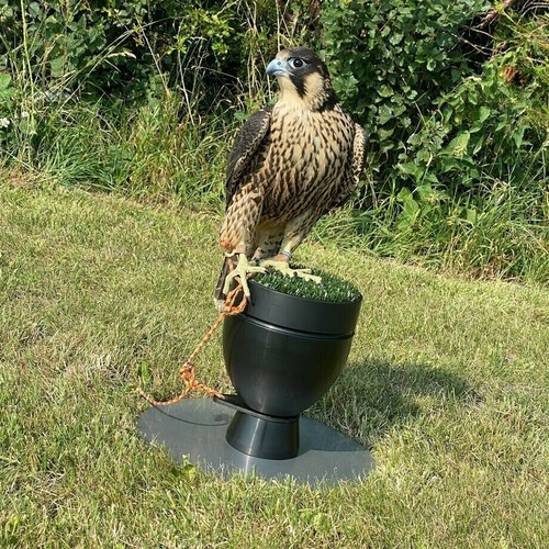 Falconry perch block - perch,