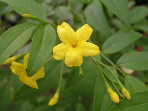 Jasmine jasminum yellow - jasminum,