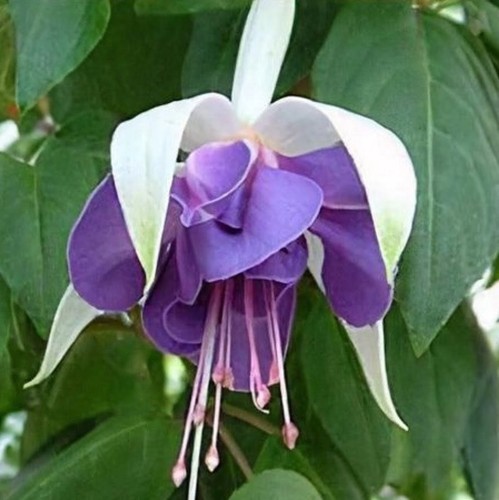 Fuchsia carmel blue young - blue,