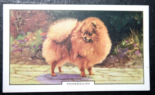 Pomeranian toy dog breed - pomeranian,