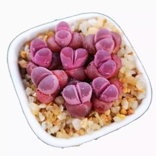 10pcs 1.2cm Succulent Plant Lithops Optica Rubra Aizoaceae Home Garden Beautiful