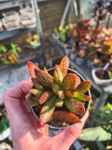 Adromischus trigynus calico - trigynus,