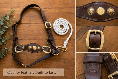 English leather bull cow - english, show