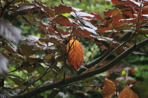 New copper beech - tree, cuttings