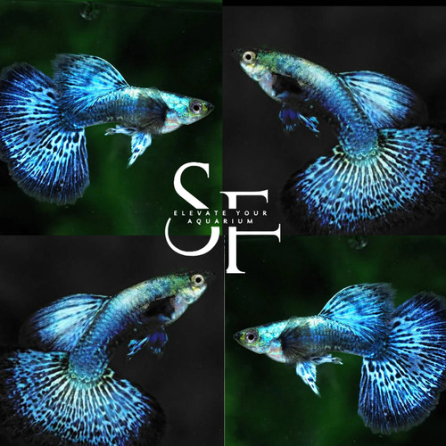 Pair live blue - dragon, guppy