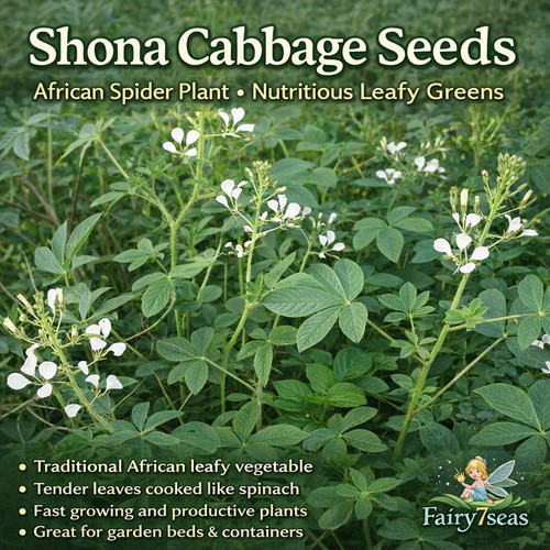 Wild spider flower - spider,
