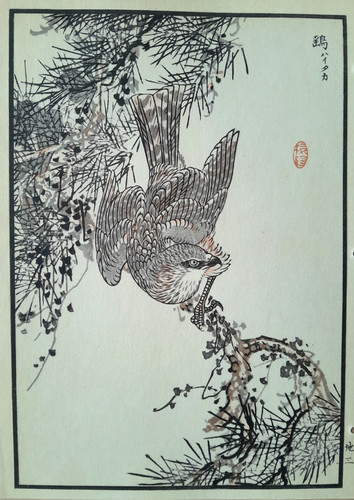 Bairei sparrowhawk japanese - bairei,