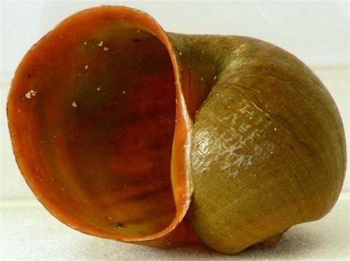 Natural apple snail shell - snail,