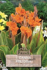 Bulb/Tuber Canna Lily