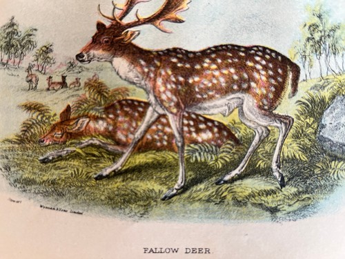 Antique chromolithograph - , of