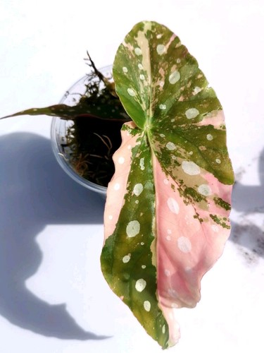 Begonia maculata pink - begonia,