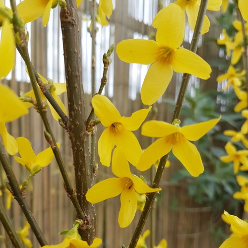 Forsythia intermedia weekend - forsythia,