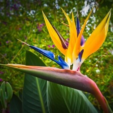 Bird of Paradise Mandela's