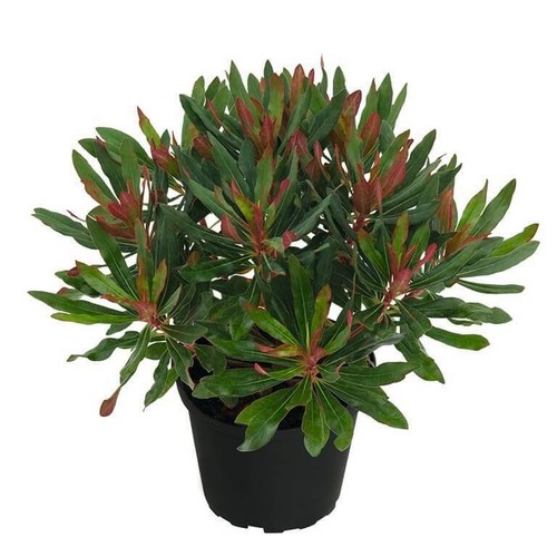 Euphorbia xenia 3 - ‘xenia’, –