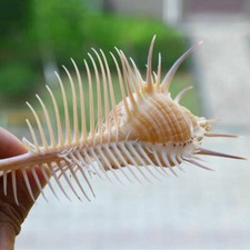 Natural Venus Comb Indian Ocean Sea Shell Conch Beach Aquarium Decoration