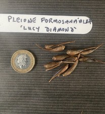 Pleione (Himalayan/ Orchid)