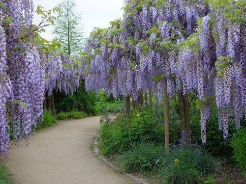 Wisteria sinensis seeds - sinensis,