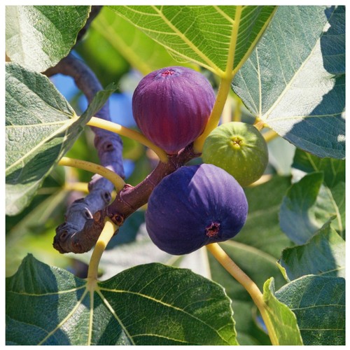 Large fig tree brown - large,