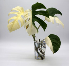 Monstera Albo Borsigiana