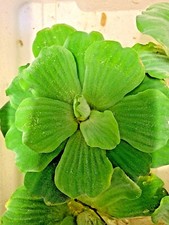 Pistia Stratiotes Jumbo LARGE  OUTDOOR Lettuce Aquarium Pond Floating Plant