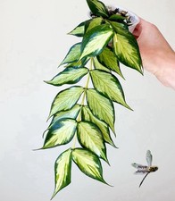 Hoya Polyneura Inner Variegated Potted Rooted Cutting Plant Actively Growing