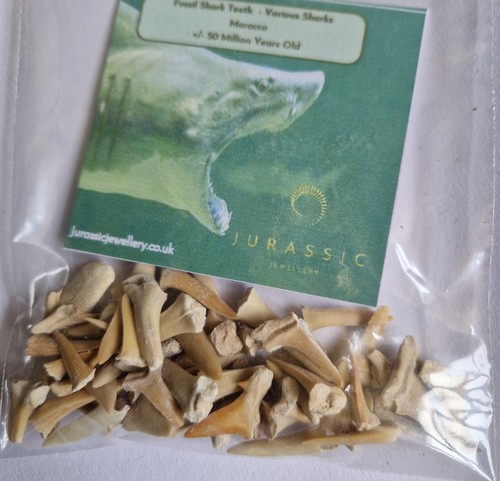 Bag fossil shark teeth - bag, of