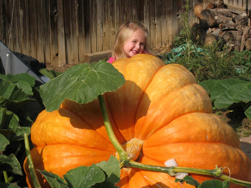 Pumpkin dill s - pumpkin, ‘dill’s