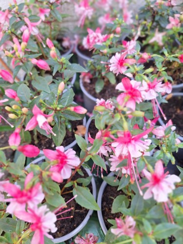 Fuchsia plug stunning - fuchsia,