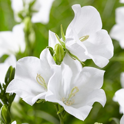 Campanula takion white fairy - white,