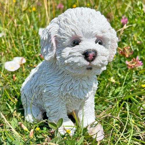 Bichon frise puppy - bichon,