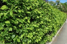 10 Green Beech Hedging Plants 2-3ft Fagus Sylvatica Bareroot Winter Copper A+