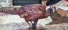 Vintage Taxidermy Pheasant 