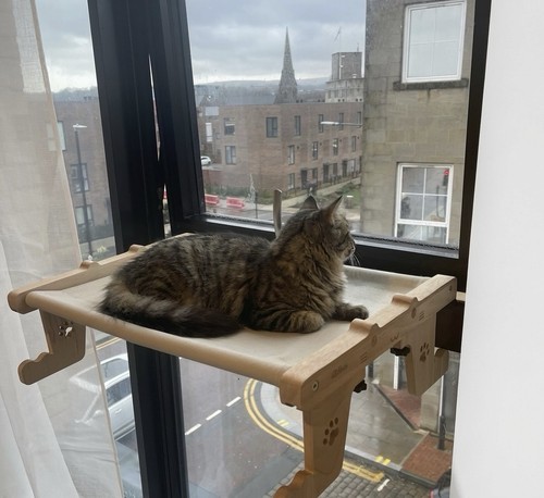 Cat hammock bed window - cat,