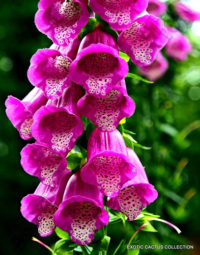 Exotic digitalis purpurea - exotic,
