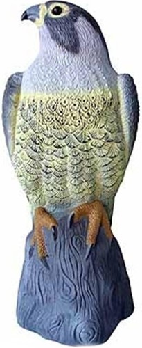 Large falcon pest control - falcon,
