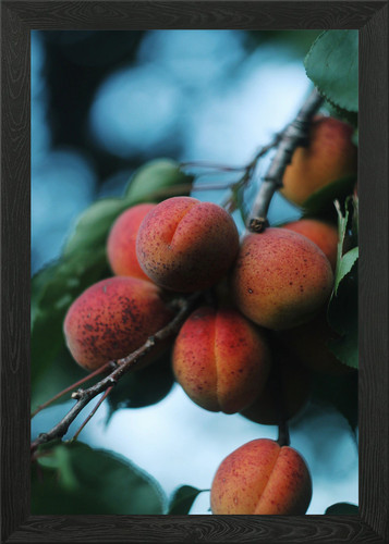Red apricot tree framed wall - apricot,