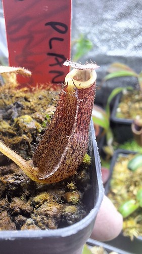 Nepenthes veitchii big - nepenthes, (veitchii